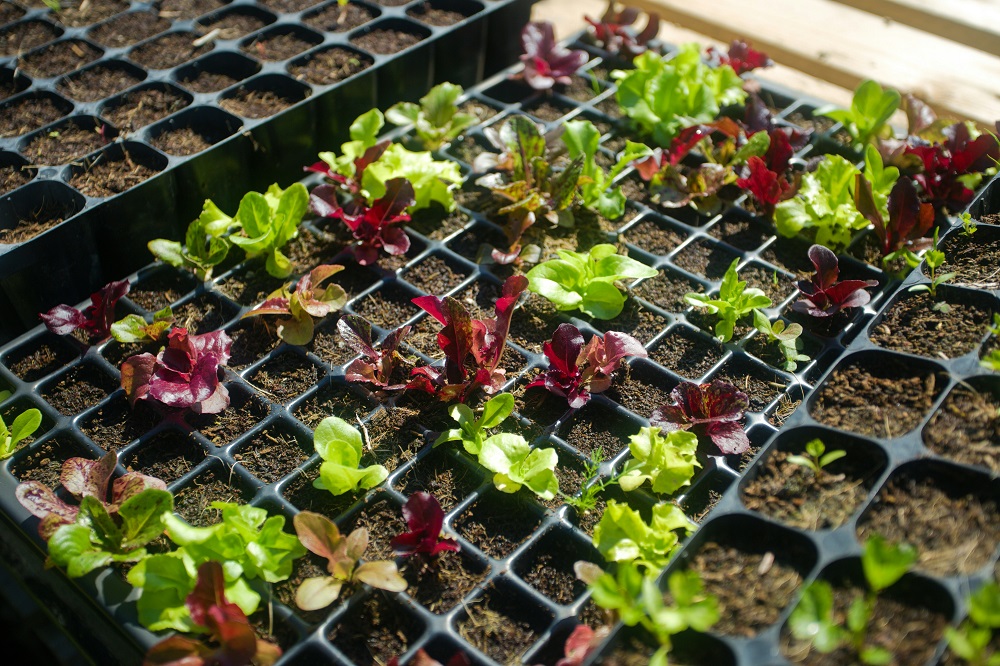 Kokius sodinukus geriausia rinktis pavasario sodinimui?