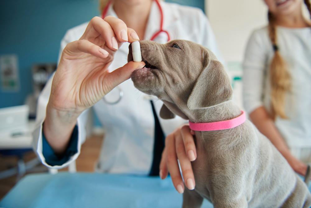 Ar galima žmonių papildus duoti gyvūnams? Veterinaro atsakymas
